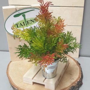 Cubito zinc suculentas